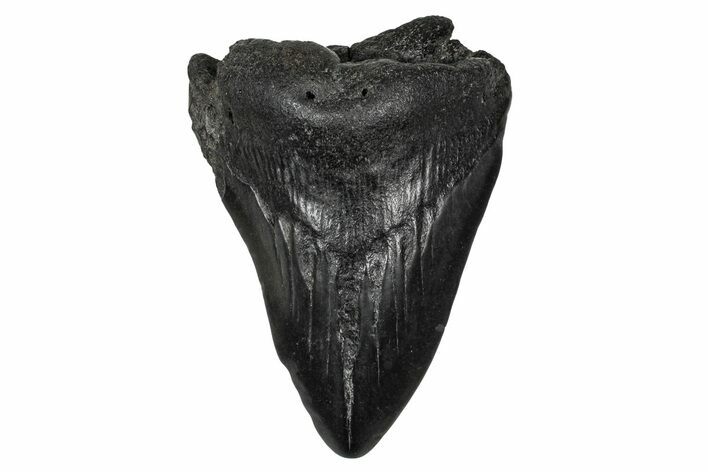 Fossil Megalodon Tooth - South Carolina #341439
